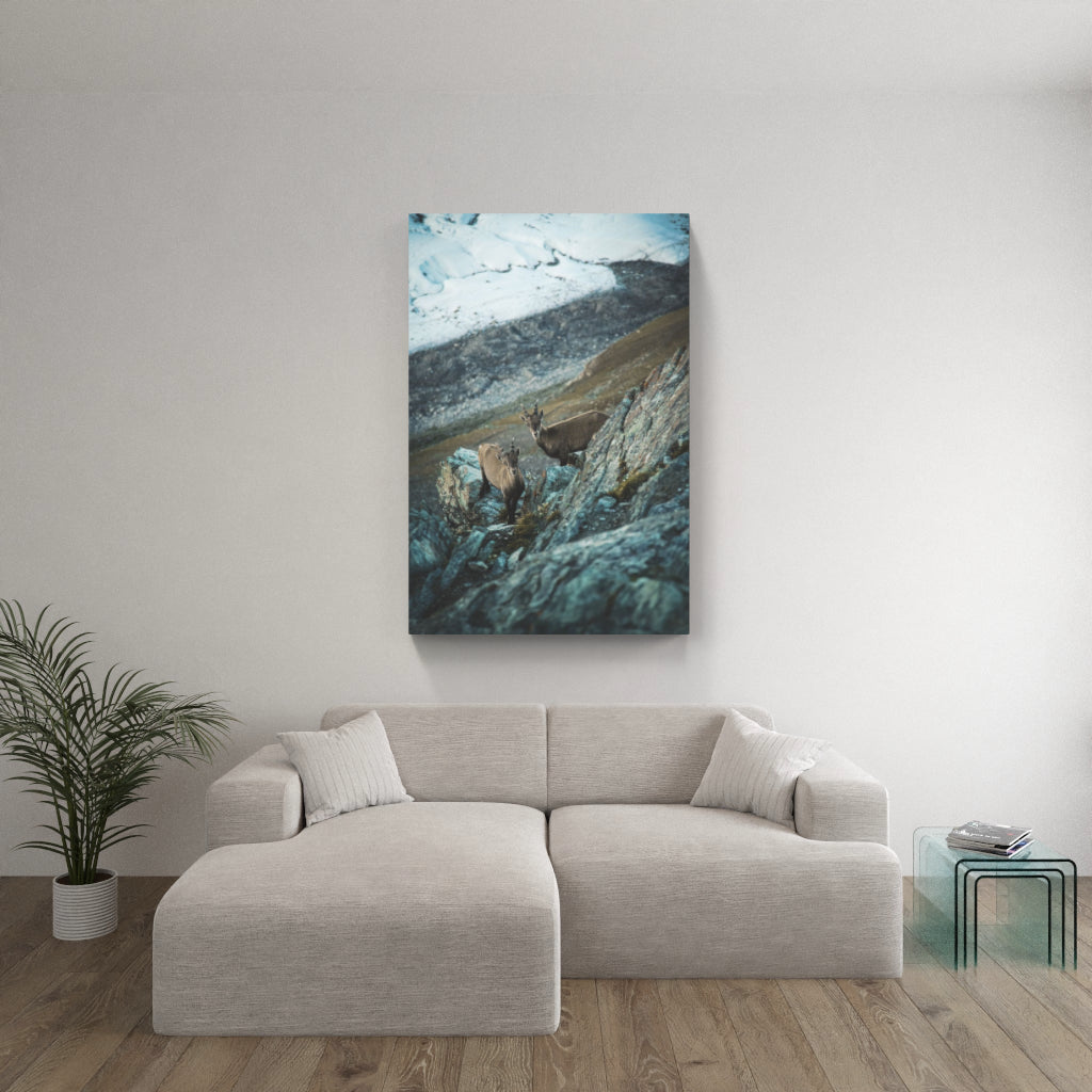 Steinbock Zermatter Gletscher