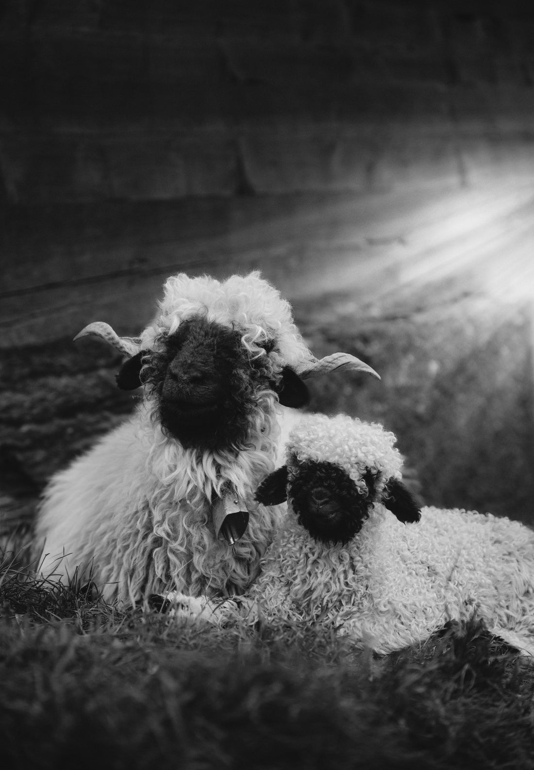 Mama Blacknose BW