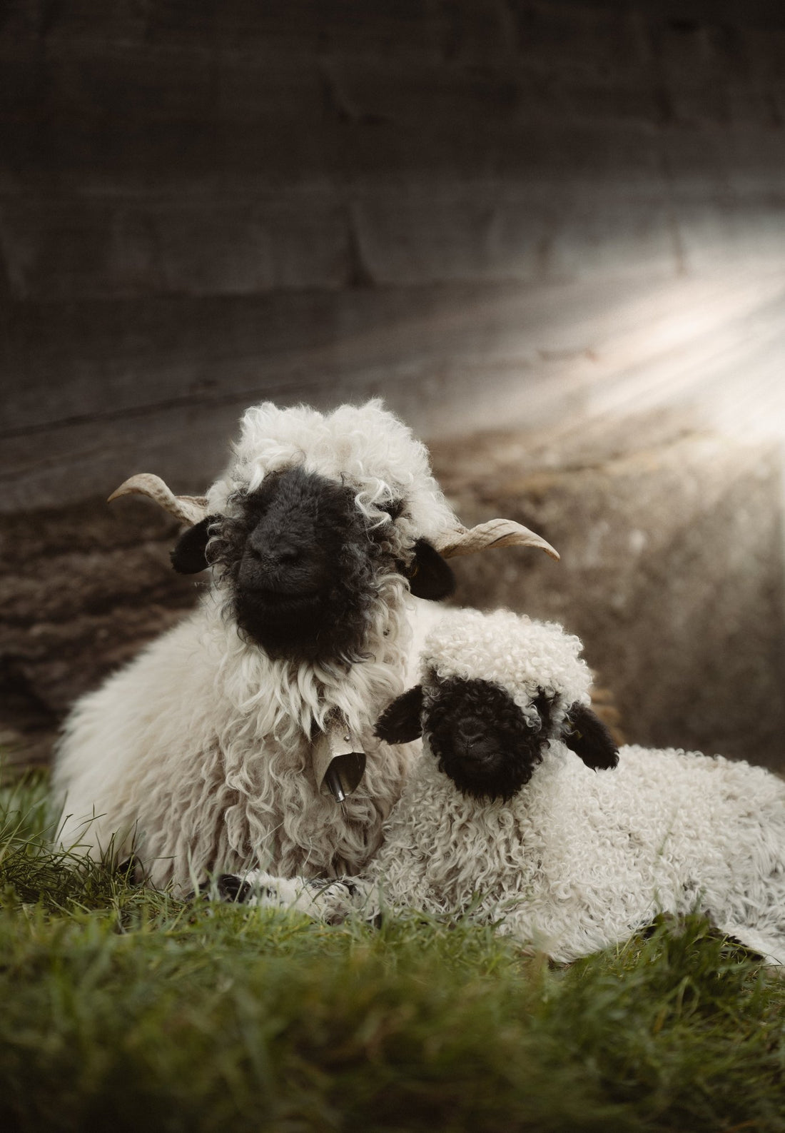 Mama Blacknose